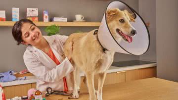 Médica veterinária trata cachorro caramelo com colar elisabetano.