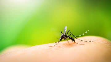 Conheça os cuidados diários para evitar a proliferação do mosquito