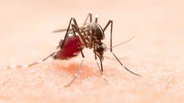 Altas temperaturas e maior incidência de chuvas podem aumentar a proliferação do mosquito transmissor - Foto: divulgação