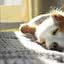 Cães podem ter epilepsia