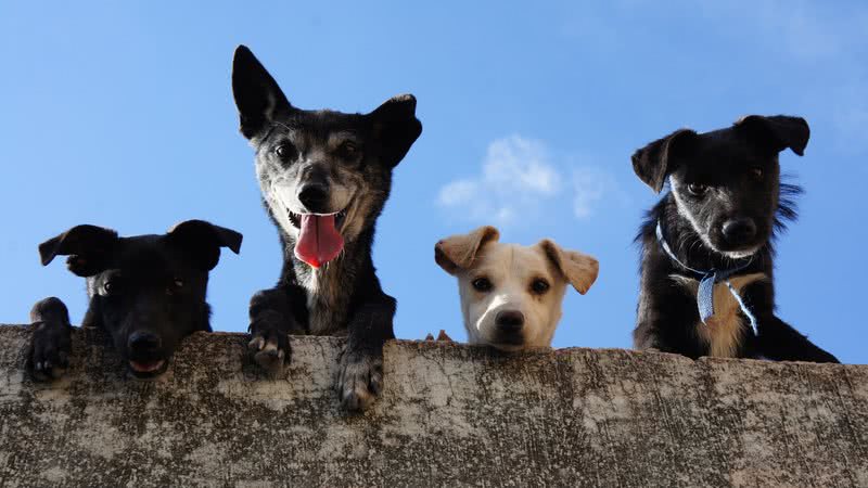 É preciso proteger os animais