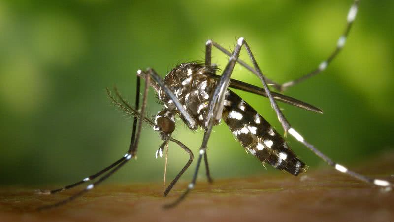 É preciso se proteger do mosquito da dengue