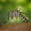 É importante as gestantes tomarem ainda mais cuidado com a Dengue