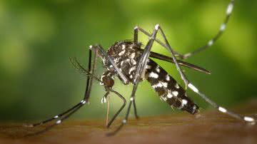 A dengue pode matar