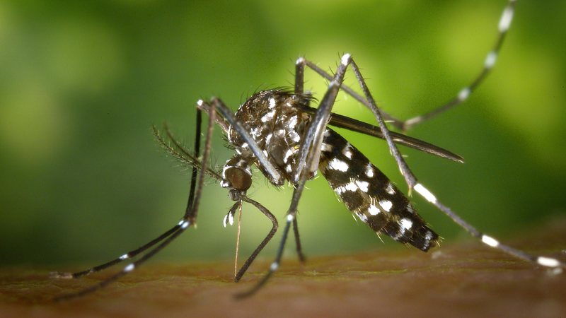 O mosquito transmissor da dengue