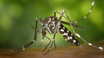 O mosquito transmissor da dengue