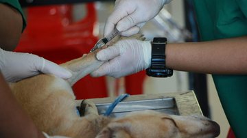 Saúdes animal e humana estão interligadas - pexels