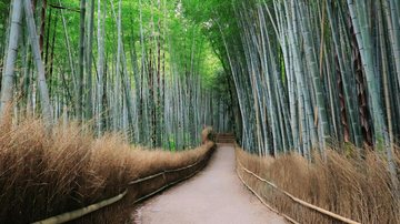 Aprenda a abrir caminhos - pexels