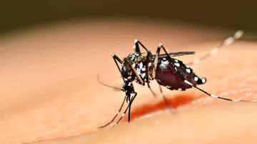 A doença da dengue pode provocar sintomas graves e chega a ser letal em alguns casos